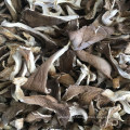 China Dried Oyster Mushroom, Oyster Mushrooms